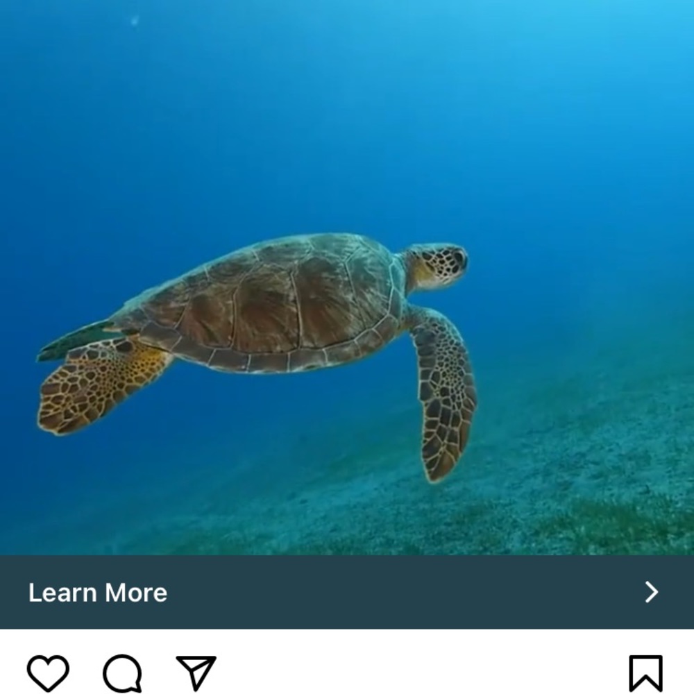 Meet your Posher, Theresa